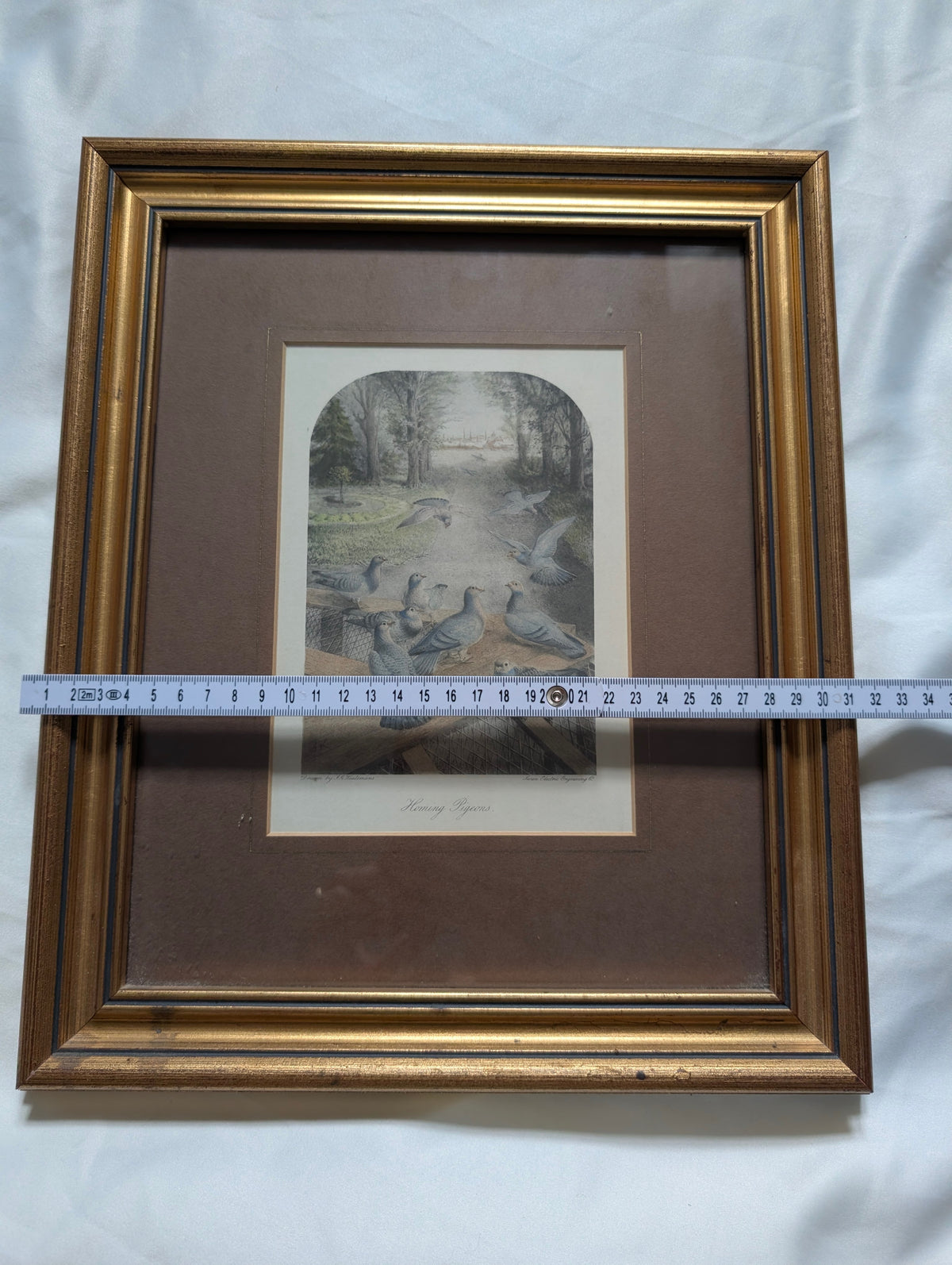 Antique Victorian J.G. Keulemans Lithograph 'Homing Pigeons' – Framed Natural History Bird Print by Swan Electric Engraving Co. in Stepped Gilt Frame