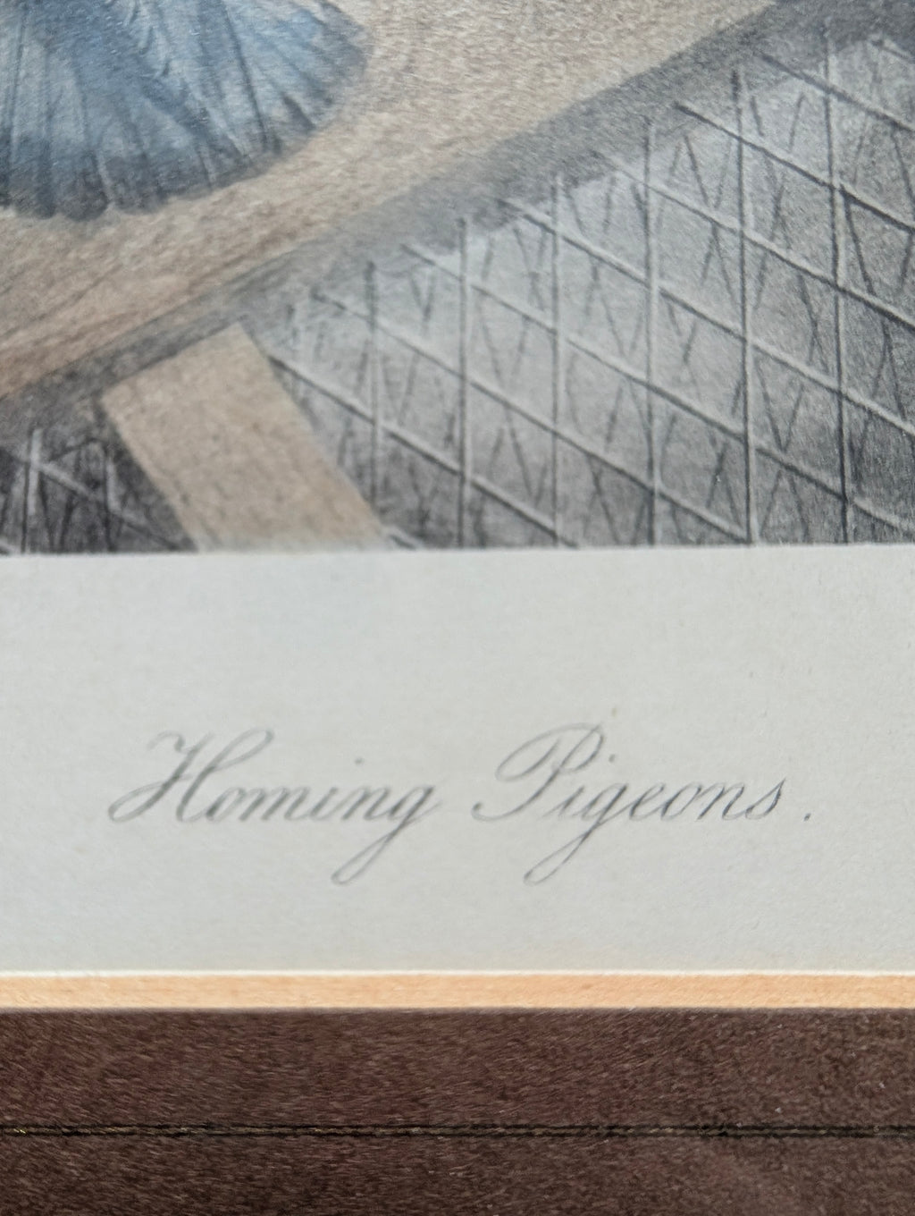 Antique Victorian J.G. Keulemans Lithograph 'Homing Pigeons' – Framed Natural History Bird Print by Swan Electric Engraving Co. in Stepped Gilt Frame