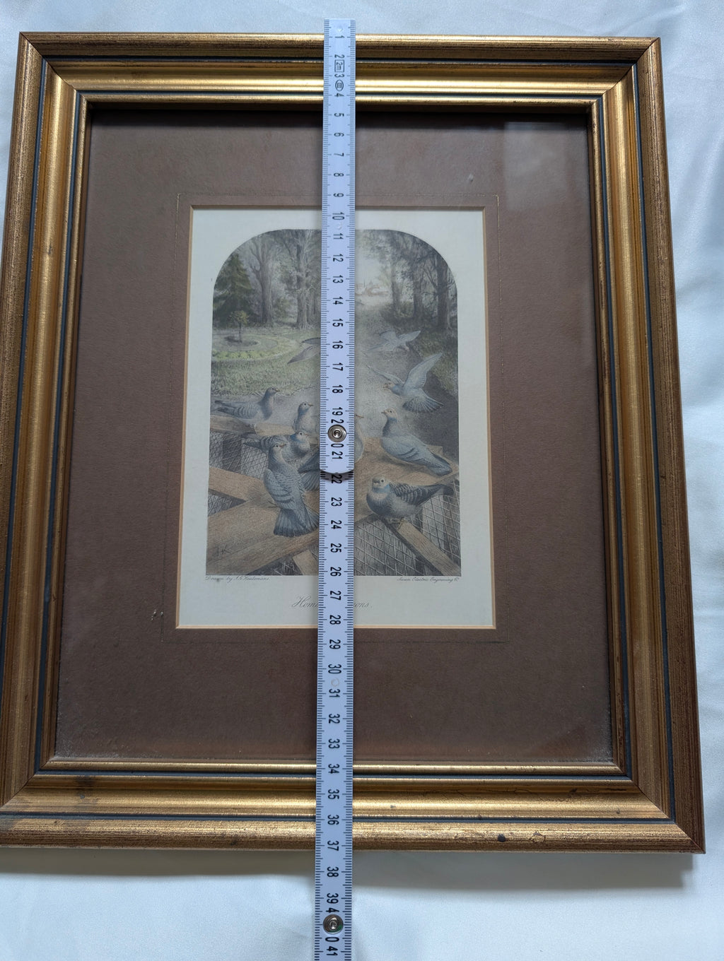 Antique Victorian J.G. Keulemans Lithograph 'Homing Pigeons' – Framed Natural History Bird Print by Swan Electric Engraving Co. in Stepped Gilt Frame