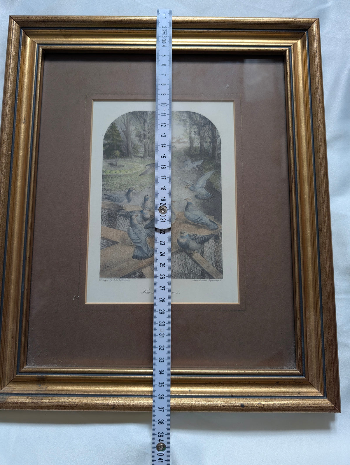 Antique Victorian J.G. Keulemans Lithograph 'Homing Pigeons' – Framed Natural History Bird Print by Swan Electric Engraving Co. in Stepped Gilt Frame