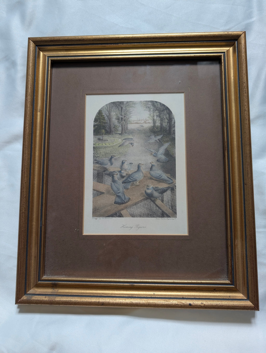 Antique Victorian J.G. Keulemans Lithograph 'Homing Pigeons' – Framed Natural History Bird Print by Swan Electric Engraving Co. in Stepped Gilt Frame