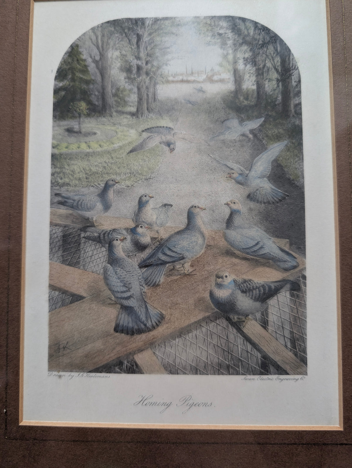 Antique Victorian J.G. Keulemans Lithograph 'Homing Pigeons' – Framed Natural History Bird Print by Swan Electric Engraving Co. in Stepped Gilt Frame